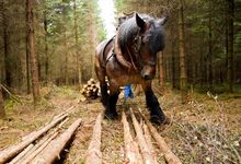 Lebens- und Wirtschaftsraum Wald: ein Rückepferd bei der Arbeit. Foto: Sebastian Pins