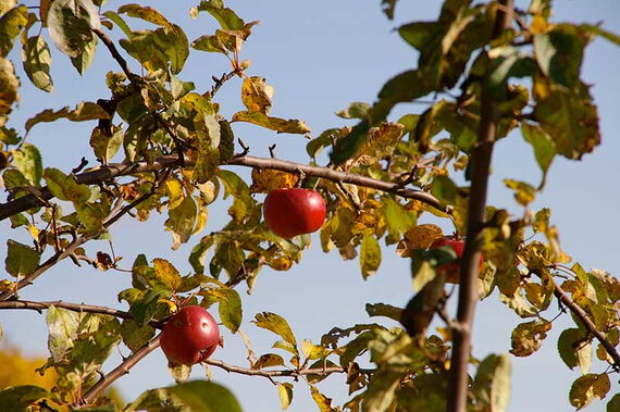 Foto: Bastian Hähling