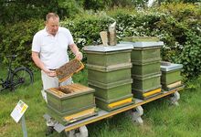 In den zwei großen Bienenkästen, die Imker Cord Hemme im Ereignisbaum-Park aufgestellt hat, sammeln jeweils etwa 50.000 Bienen Nektar. Foto: Friedrich Bernstorf