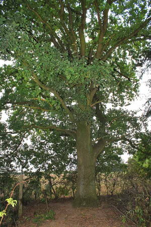 Eichen wie diese stehen im Brelinger Urnenhain als Bestattungsbäume zur Verfügung. Foto: Friedrich Bernstorf
