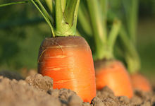 Eine Karotte wächst aus der Erde.