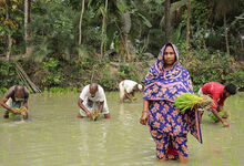Unterstützt von einem Projektpartner von Brot für die Welt pflanzt Aklima Begum Reissetzlinge auf ihrem eigenen Land in Charlathimara in Bangladesch. Das Land leidet massiv unter den Folgen des Klimawandels. Foto: Emtiaz Ahmed Dulu / Brot für die Welt
