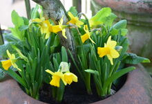 Ostern ist viel mehr als blühende Narzissen. Foto: Andrea Hesse