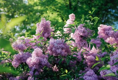 Foto: Lutz Bornemann (https://www.flickr.com/photos/lutzbornemannphotography)