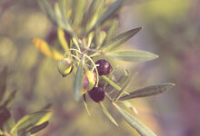 Ein Zweit mit Blättern und Oliven