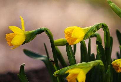 Foto: Manfred Richter auf Pixabay