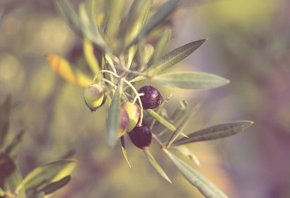 Ein Zweit mit Blättern und Oliven