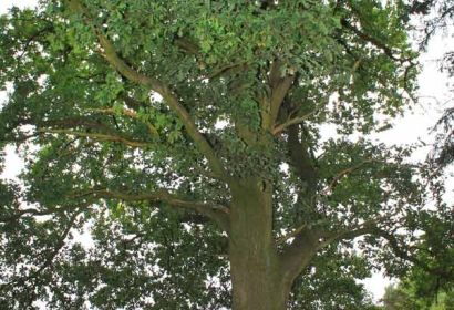 Eichen wie diese stehen im Brelinger Urnenhain als Bestattungsbäume zur Verfügung. Foto: Friedrich Bernstorf