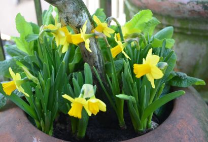 Ostern ist viel mehr als blühende Narzissen. Foto: Andrea Hesse