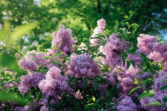 Foto: Lutz Bornemann (https://www.flickr.com/photos/lutzbornemannphotography)