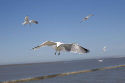Möwen bei der Überfahrt nach Langeoog