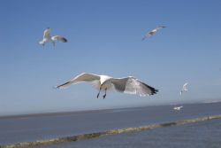 Möwen bei der Überfahrt nach Langeoog