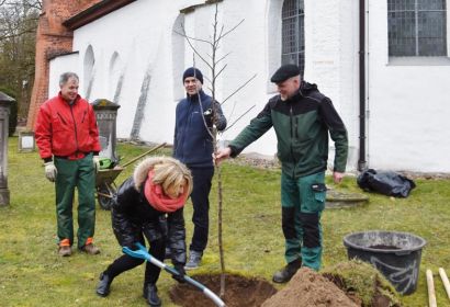 Robert Knoerk (von links), Pastorin Silke Noormann, Michael Hemme und Joachim Steinmetz pflanzten vor St. Georg einen besonderen Apfelbaum. Foto: Anke Wiese