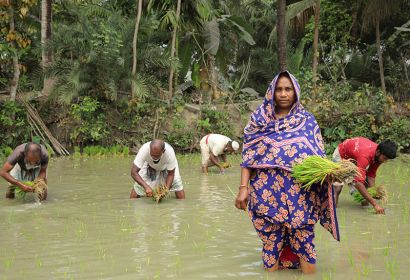 Unterstützt von einem Projektpartner von Brot für die Welt pflanzt Aklima Begum Reissetzlinge auf ihrem eigenen Land in Charlathimara in Bangladesch. Das Land leidet massiv unter den Folgen des Klimawandels. Foto: Emtiaz Ahmed Dulu / Brot für die Welt