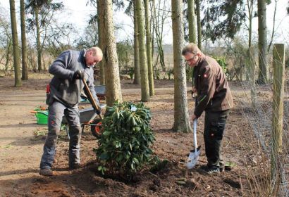 Friedhofsgärtner Harald Hornbostel (links) und Friedrich Bernstorf pflanzen 20 große Rhododendronbüsche im Urnenhain.