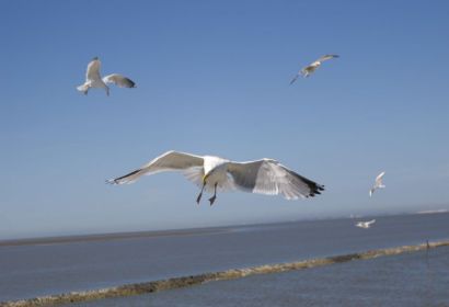 Möwen bei der Überfahrt nach Langeoog