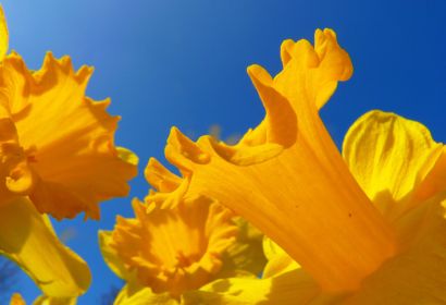 Foto: Logga Wiggler auf Pixabay
