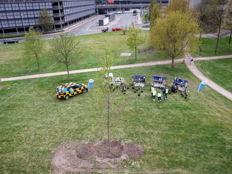 Viel Raum zum Wachsen und Gedeihen hat der Geburtstagsbaum des Flughafens. Foto: Marek Kruszewski, HAJ